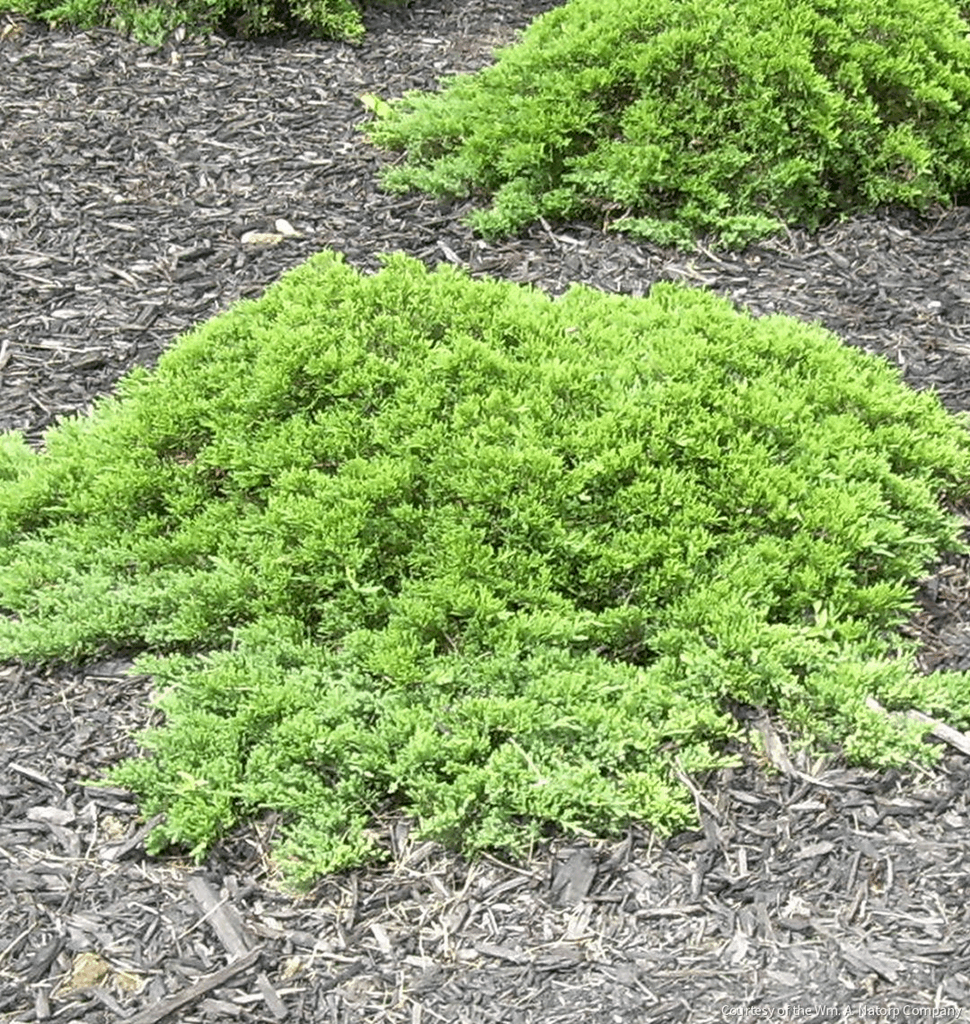 Juniperus procumbens nana