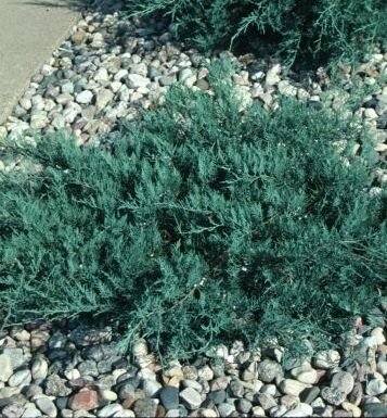 Juniperus v. 'Grey Owl' - Image 2