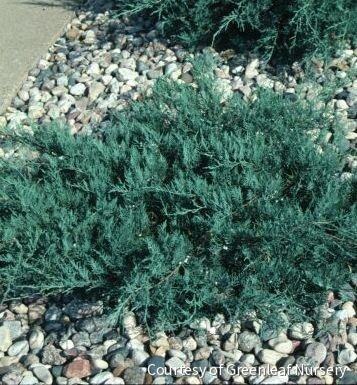 Juniperus v. 'Grey Owl'