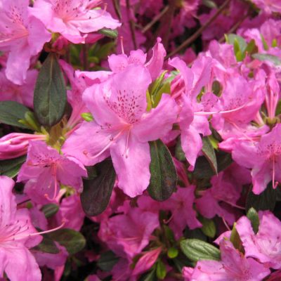 Karen Azalea (Azalea x 'Karen') - 3 gallon 15"