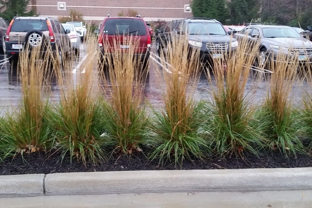 Karl Foerster Feather Reed Grass (Calamagrostis x acutiflora 'Karl Foerster') - 1 gallon