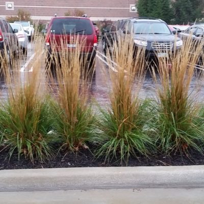 Karl Foerster Feather Reed Grass (Calamagrostis x acutiflora 'Karl Foerster') - 2 gallon
