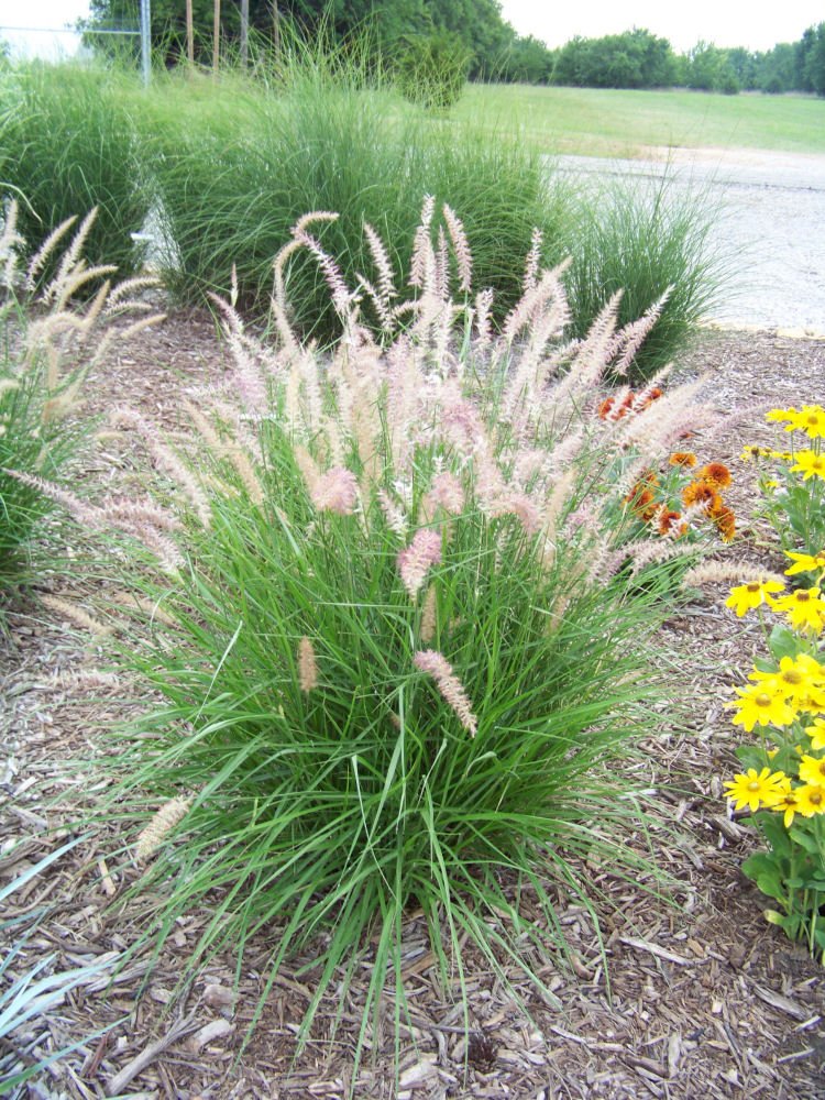 Karley Rose™ Fountain Grass (Pennisetum orientale 'Karley Rose') - 3 gallon