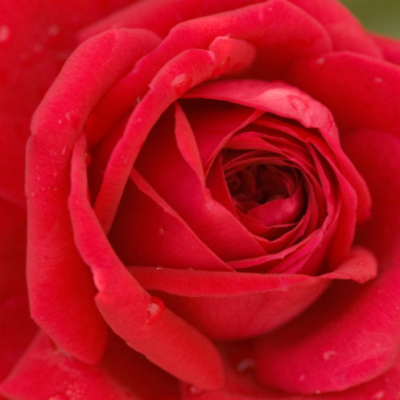 Kashmir Rose (Rosa E.E 'Kashmir') - 2 gallon