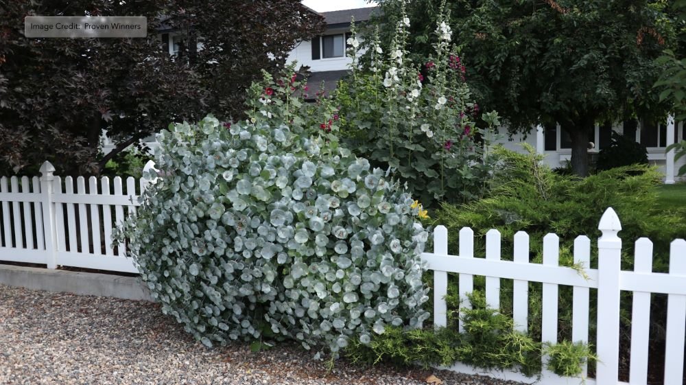 Kintzley's Ghost® Honeysuckle (Lonicera reticulata Kintzley's Ghost) - 3 gallon