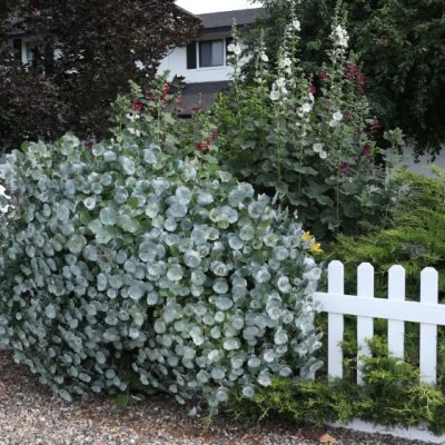 Kintzley's Ghost® Honeysuckle (Lonicera reticulata Kintzley's Ghost) - 3 gallon
