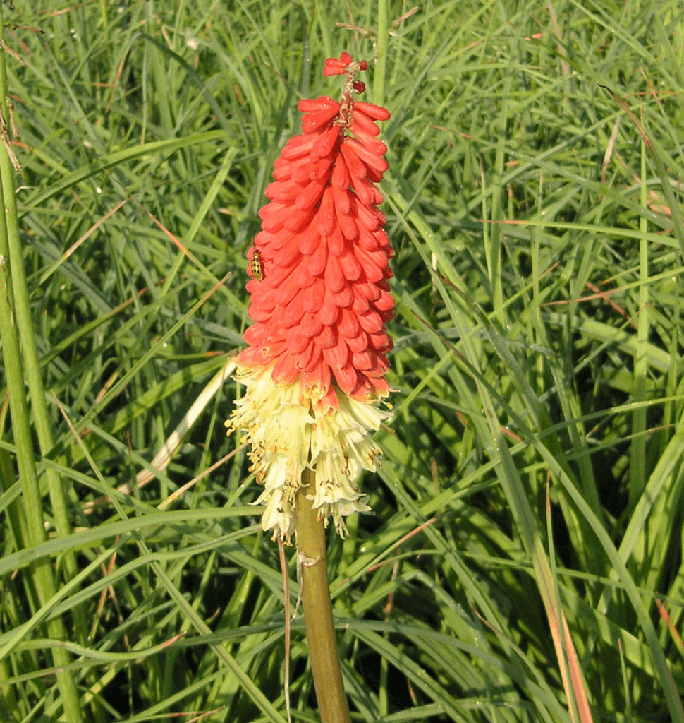 Kniphofia 'Flamenco' - Image 2