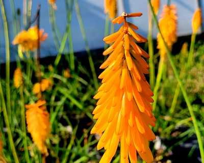 Kniphofia 'Mango Popsicle' - Image 2