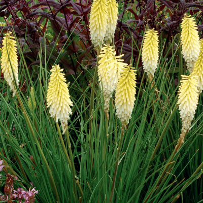 Kniphofia 'Pineapple Popsicle'