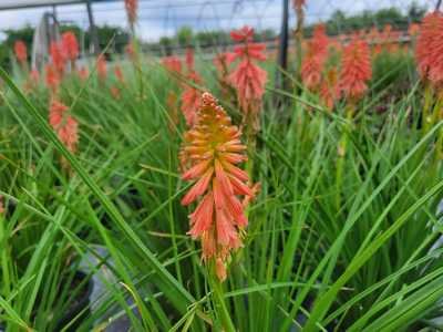 Kniphofia 'Redhot Popsicle' - Image 2