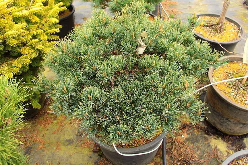 Ko ku ho Japnaese White Pine (Pinus parviflora 'Ko-ku-ho') - 1 gallon