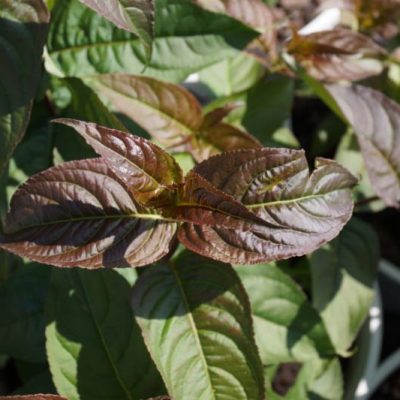 Kodiak® Black Diervilla (Diervilla sessilifolia 'Kodiak Black') - 1 gallon