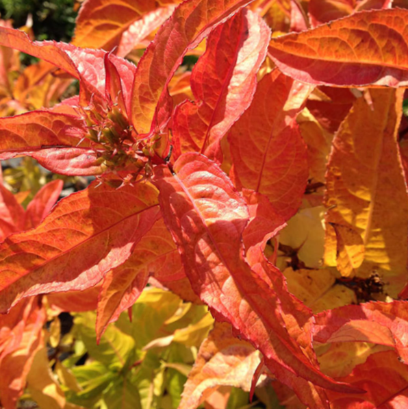 Kodiak® Orange Honeysuckle (Diervilla sessilifolia 'Kodiak Orange') - QT