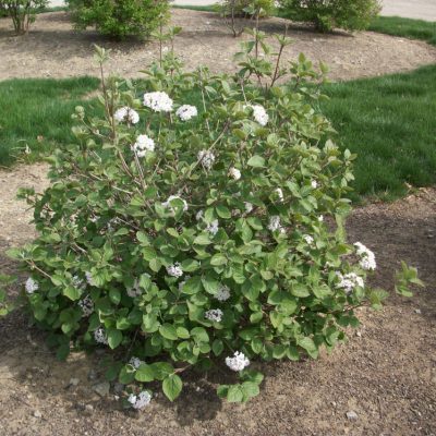 Korean Spice Viburnum (Viburnum x 'Carlesii') - 1 gallon