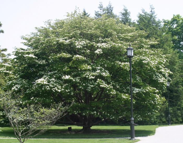 Kousa Dogwood (Cornus kousa) - 3 gallon 48"