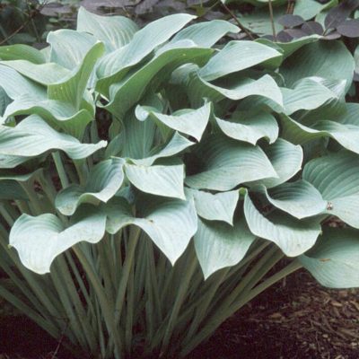 Krossa Regal Plantain Lily (Hosta krossa 'Krossa Regal') - 1 gallon