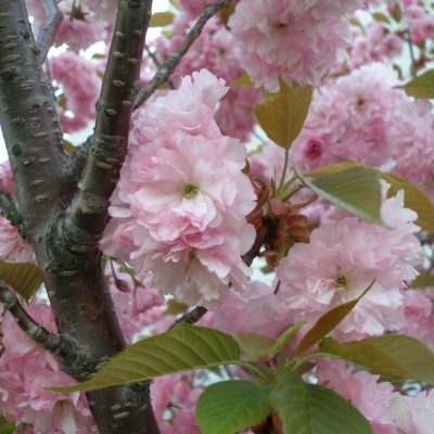 Kwanzan Cherry (Prunus serrulata 'Kwanzan') - 3 gallon 48" TREE