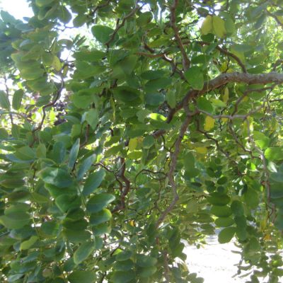 Lace Lady Black Locust (Robinia pseudoacacia 'Twisty Baby') - 3 gallon 30"