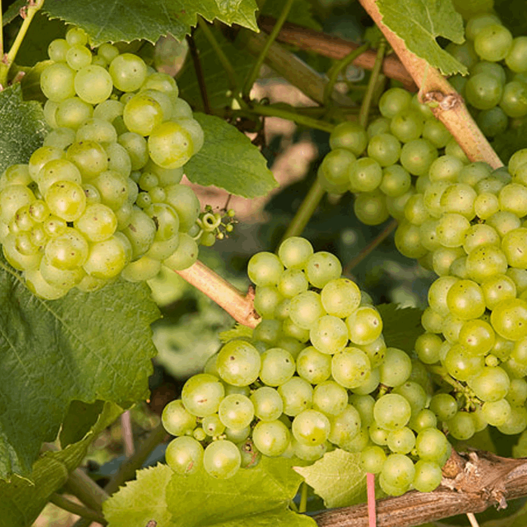 Lakemont Grape (Vitis lakemont 'Lakemont') - 1 gallon