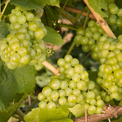 Lakemont Grape (Vitis lakemont 'Lakemont') - 1 gallon