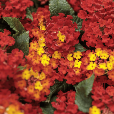 Lantana