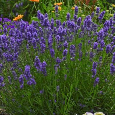 Lavandula a. Sweet Romance®