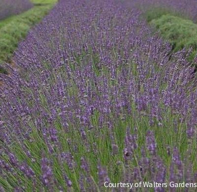 Lavandula x i. 'Phenomenal'