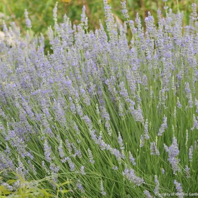 Lavandula x i. 'Provence'