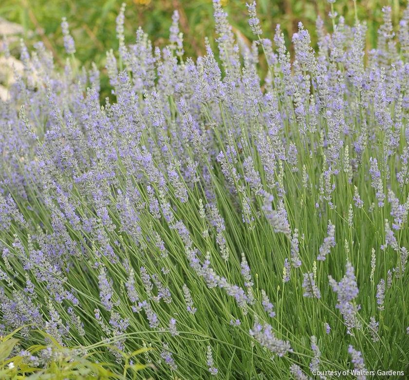 Lavandula x i. 'Provence'