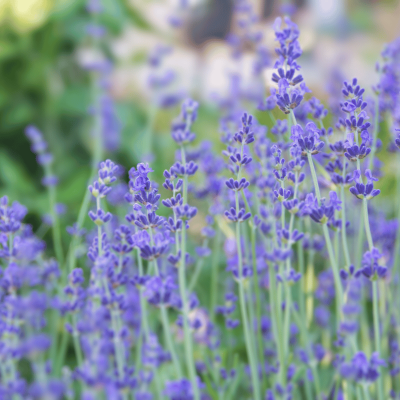 Lavender