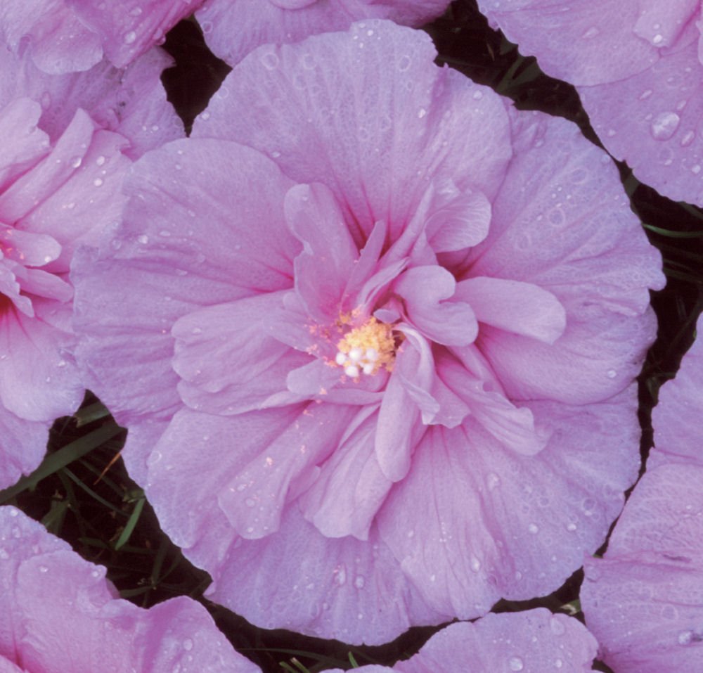 Lavender Chiffon® Rose of Sharon (Hibiscus syriacus 'Notwoodone') - 1 gallon 18"