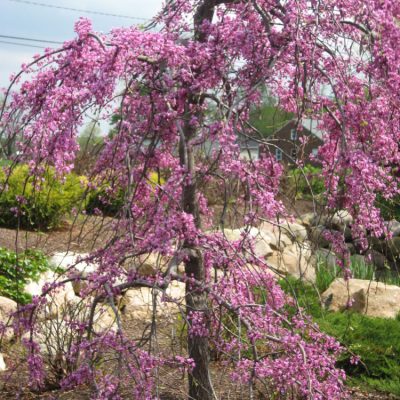 Lavender Twist™ Weeping Redbud (Cercis canadensis 'Covey') - 3 gallon