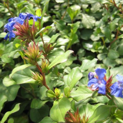 Leadwort (Ceratostigma plumbaginoides) - 1 gallon