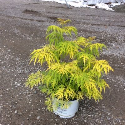 Lemony Lace® Elderberry (Sambucus lemony 'Lace') - 1 gallon