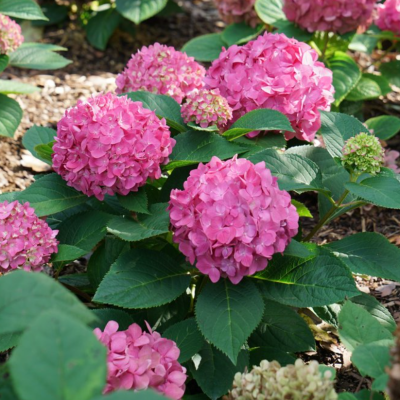 Let's Dance ¡Arriba!® Reblooming Hydrangea (Hydrangea macrophylla 'Lets Dance Arriba') - QT