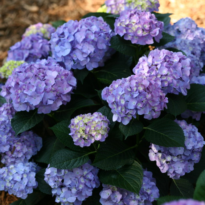 Let's Dance® Blue Jangles® Bigleaf Hydrangea (Hydrangea macrophylla ‘Blue Jangles’ (SMHMTAU)) - QT