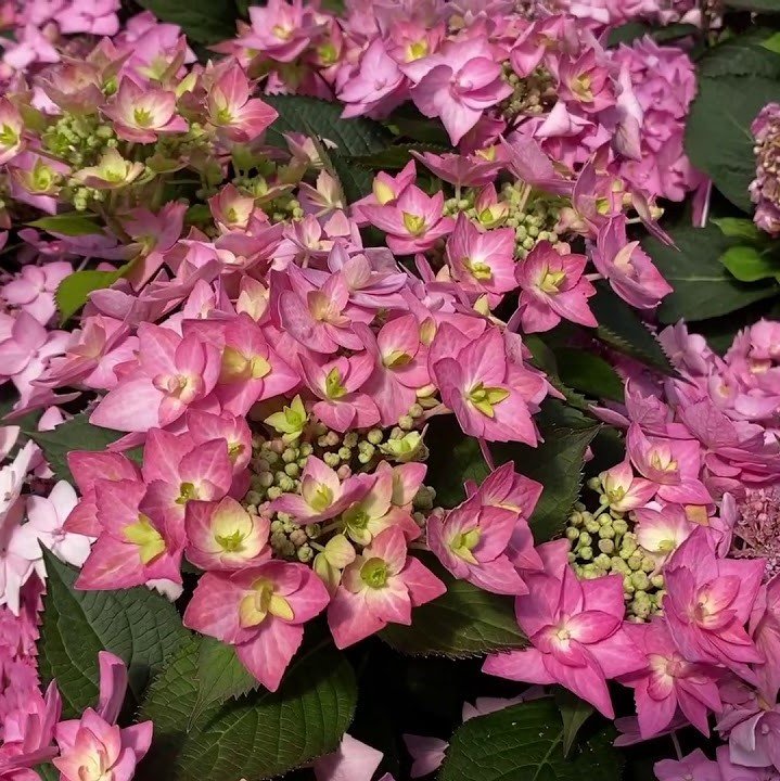 Let's Dance Can Do!® Reblooming hydrangea (Hydrangea macrophylla 'Lets Dance Can Do') - QT