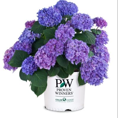 Let's Dance® Rhythmic Blue® Reblooming Hydrangea (Hydrangea macrophylla 'Lets Dance Rhythmic Blue') - QT