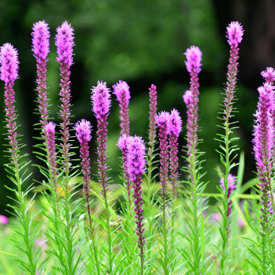 Liatris