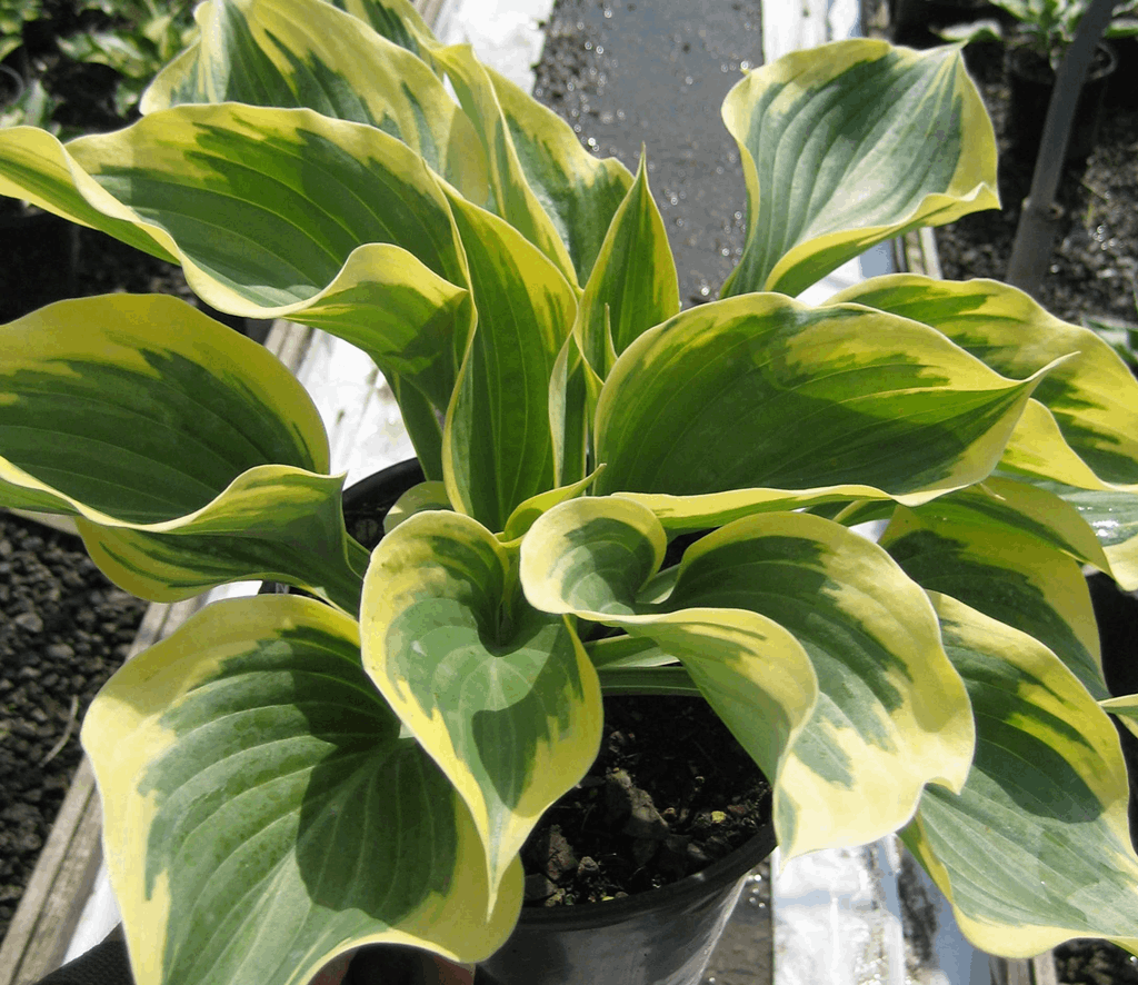Liberty Plantain Lily (Hosta liberty) - 1 gallon