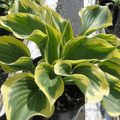 Liberty Plantain Lily (Hosta liberty) - 1 gallon