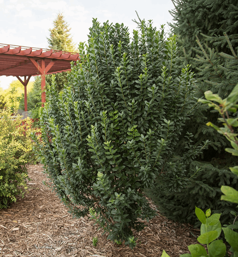 Ligustrum v. Straight Talk® - Image 2