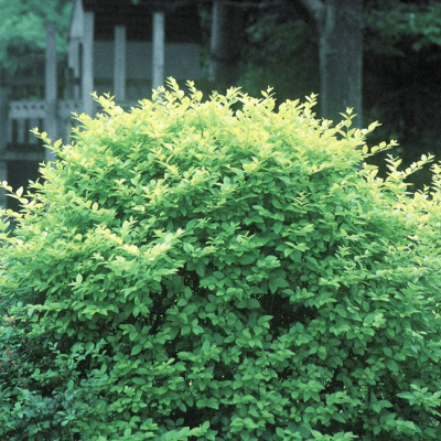 Ligustrum x vicaryi