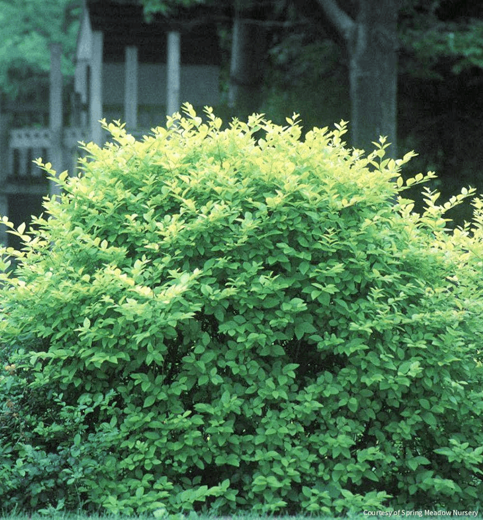 Ligustrum x vicaryi