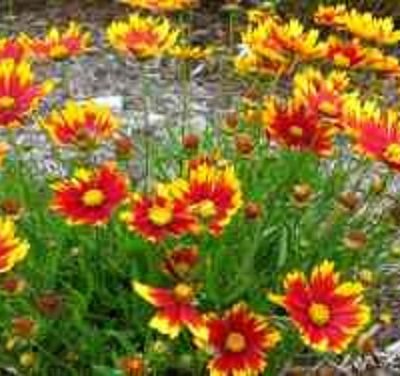 Li'l Bang™ Daybreak Coreopsis (Coreopsis x 'Lil Bang Daybreak') - QT
