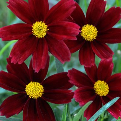 Li’l Bang™ Red Elf Tickseed (Coreopsis x 'Lil Bang Red Elf') - 1 gallon