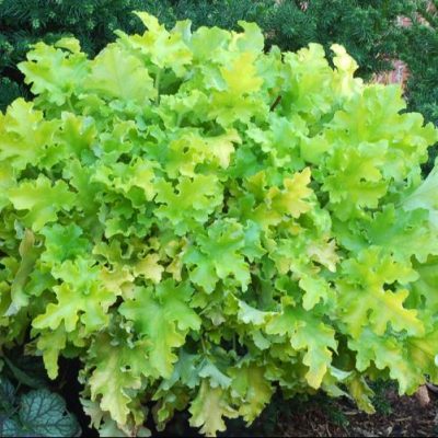 Lime Marmalade Coral Bells (Heuchera lime 'Marmalade') - 1 gallon