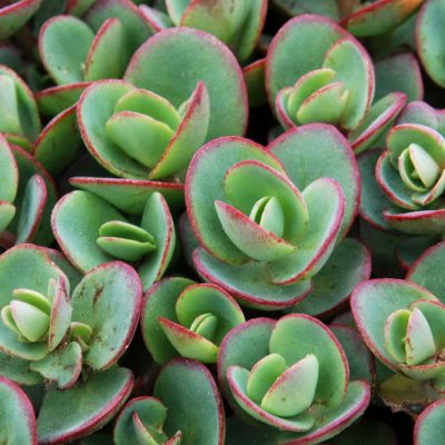 Lime Zinger Stoncrop (Sedum sedum 'Lime Zinger') - QT