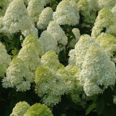'Limelight' Panicle Hydrangea (Hydrangea paniculata 'Zwijnenburg') - 3 gallon