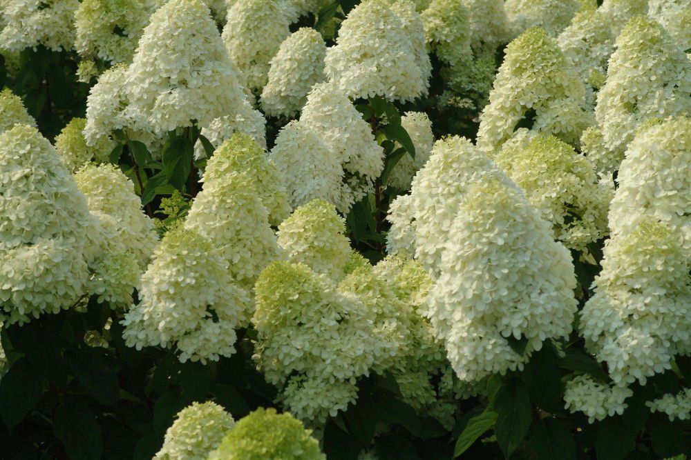 'Limelight' Panicle Hydrangea (Hydrangea paniculata 'Zwijnenburg') - 3 gallon